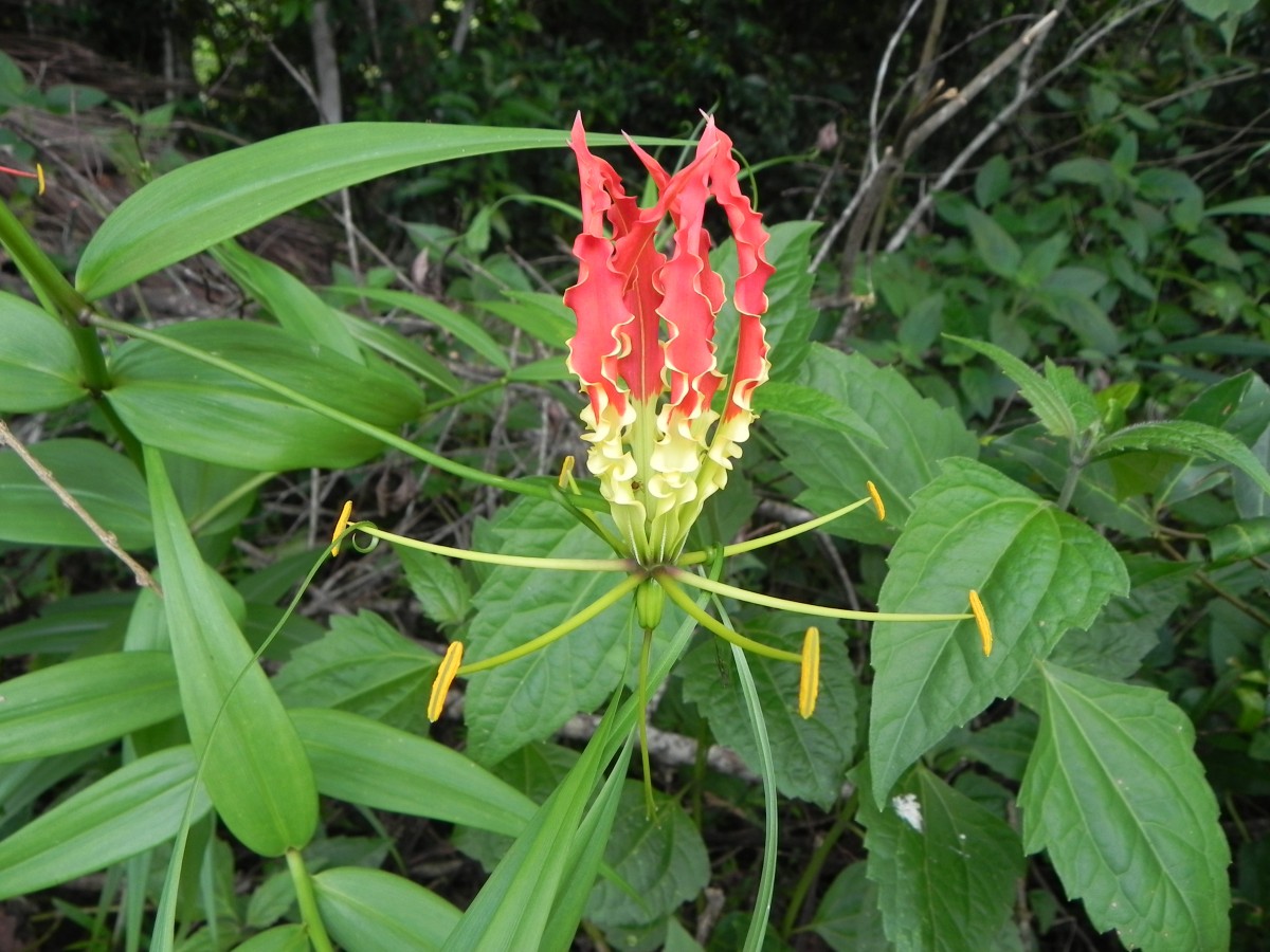 Gloriosa superba L.